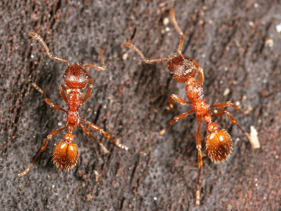 mrówki mrówka wścieklica zwyczajna - By Gary Alpert z angielskiej Wikipedii, CC BY 2.5, https://commons.wikimedia.org/w/index.php?curid=3387868