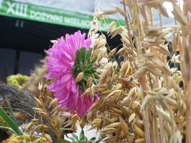 dożynki Września 2011 03 - Rafał Regulski