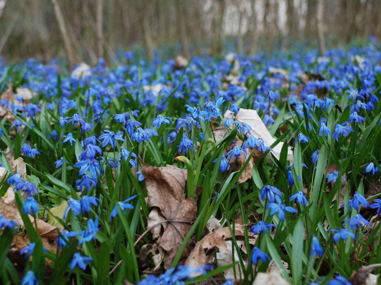 rośliny funeralne  - Uniwersytet Przyrodniczy w Poznaniu