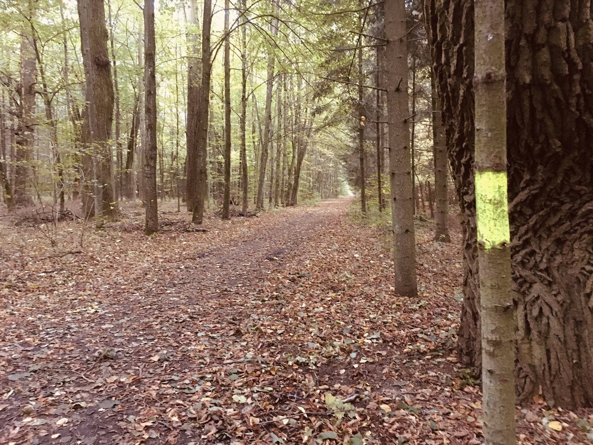 las ścieżka bieganie