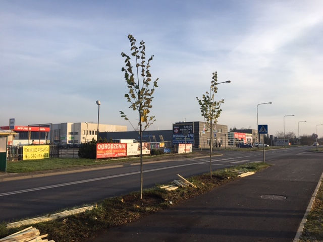 gniezno nowe drzewa - UM Gniezno