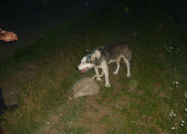 Porzucony pies - Policja/Kościan