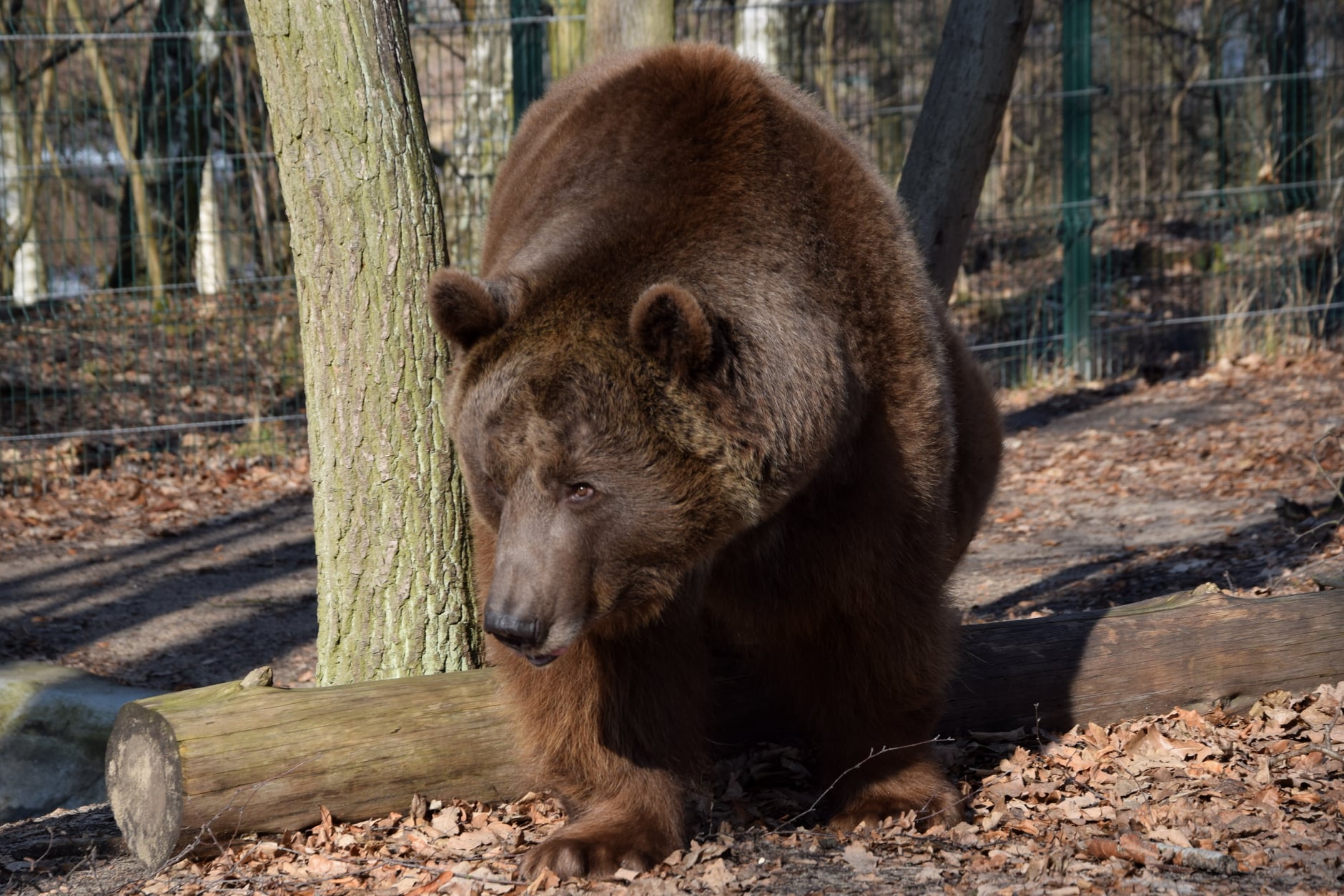 baloo nowe zoo - ZOO Poznań