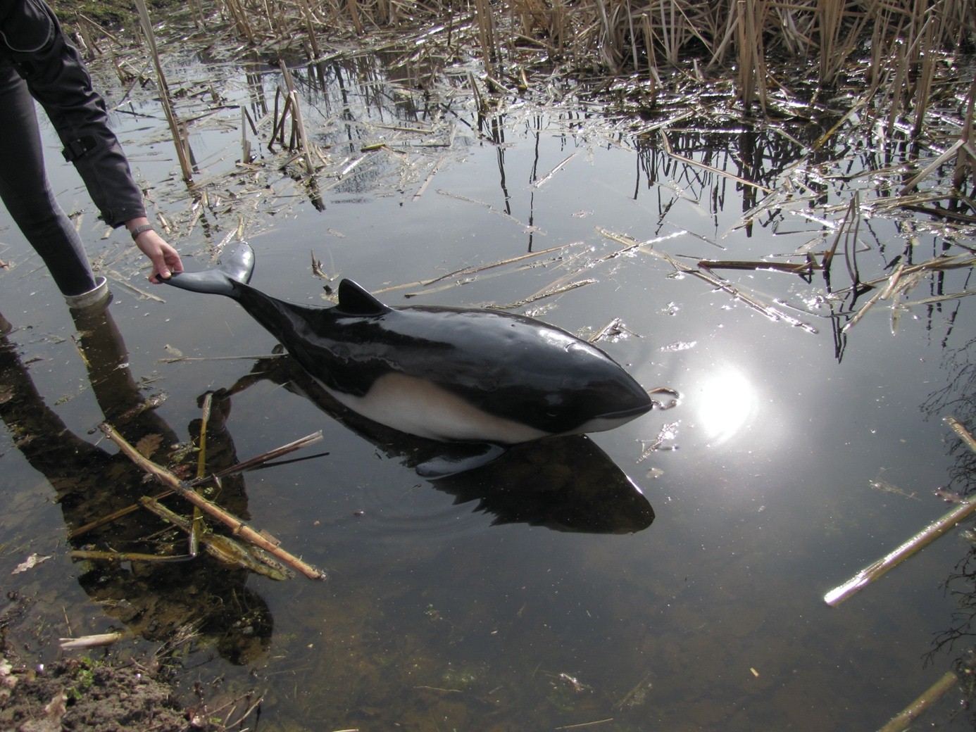 wystaw wodnych ssaków łazarz delfin - Uniwersytet Przyrodniczy 