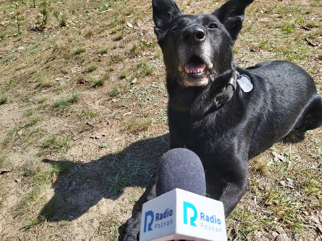 pies batman emerytura  - Krzysztof Polasik