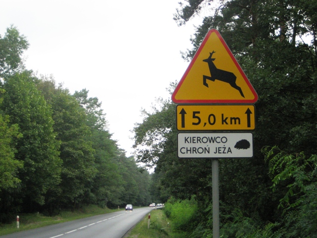 kierowco chroń jeża - Rafał Regulski