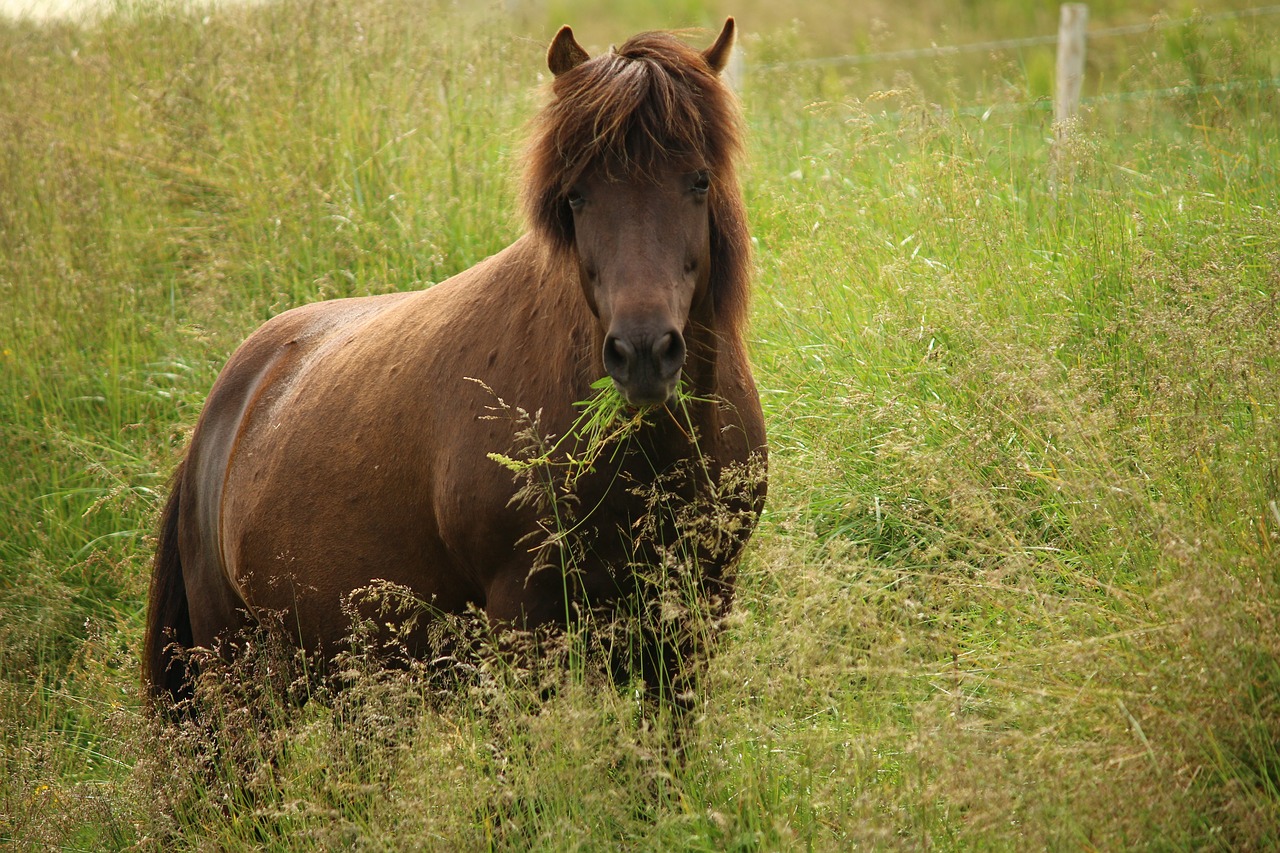 koń konie - Pixabay