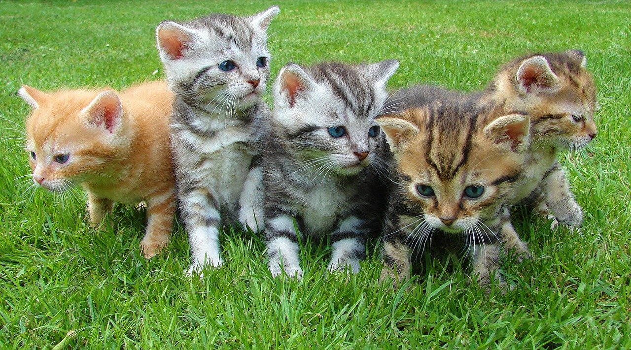 mały kot koty - Pixabay