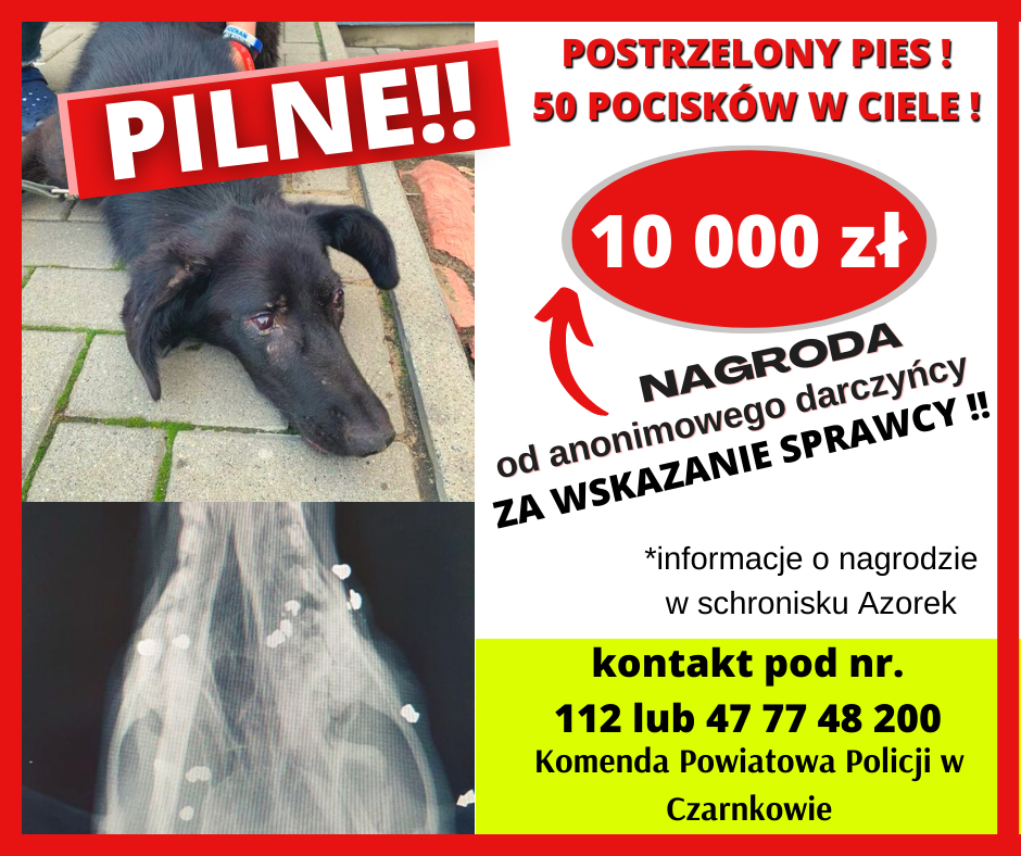 atak na psa czarnków - FB: Schronisko Azorek Oborniki