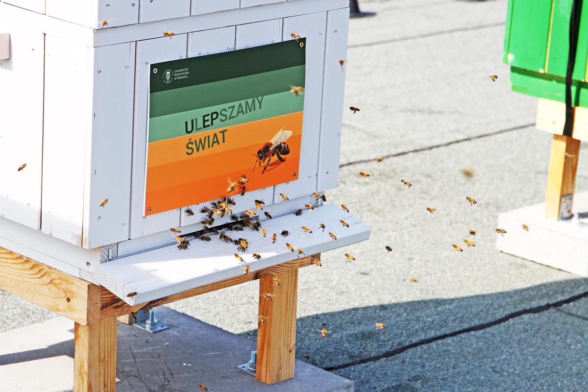 pszczoły ule uniwersytet ekonomiczny UEP - Materiały prasowe UEP