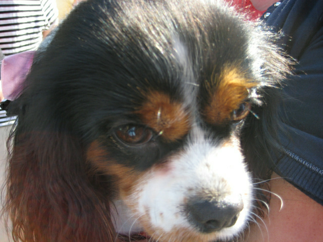 przygarnij Burka - Wiesława Pinkowska