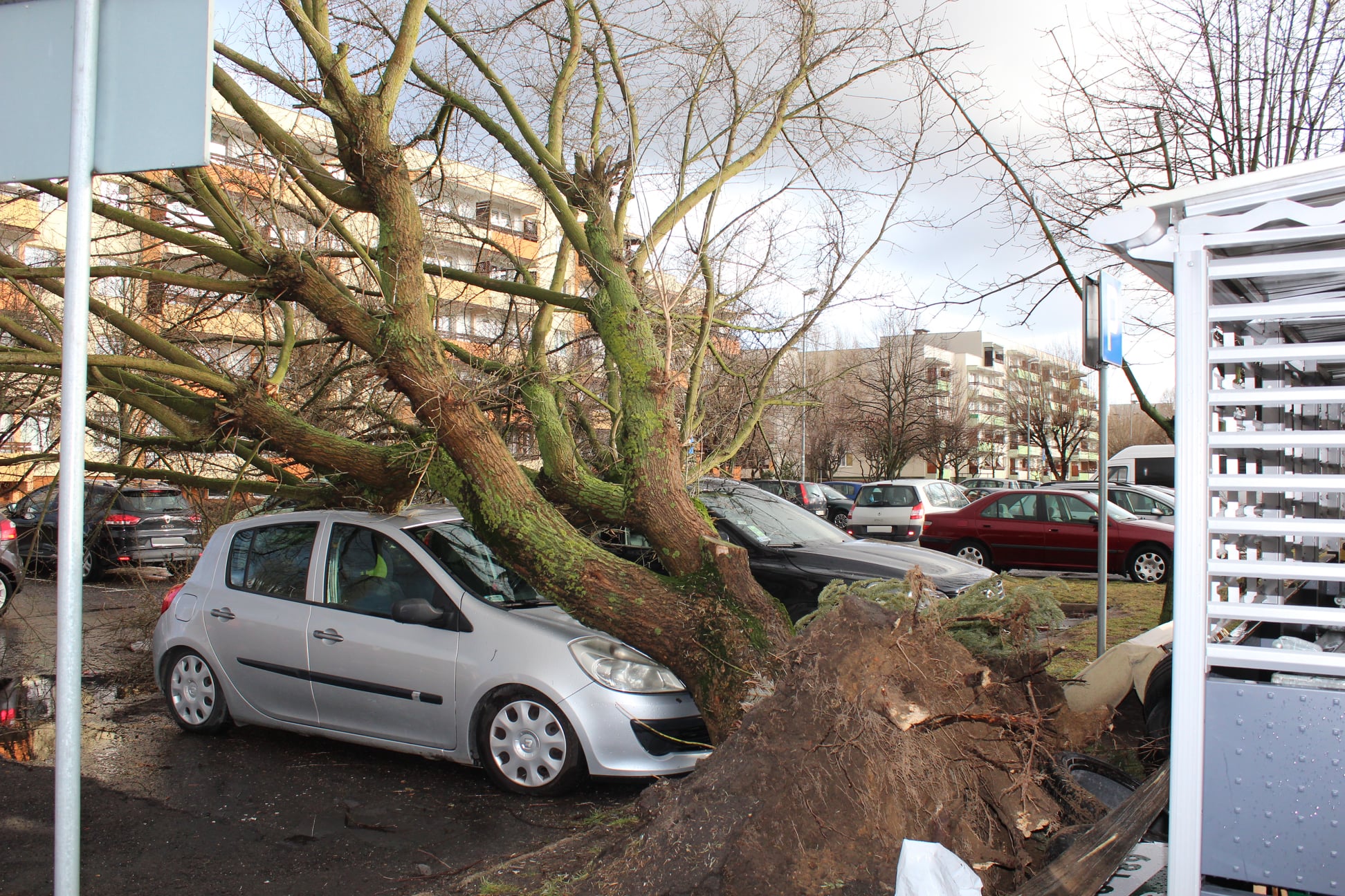 wichura turek powalone drzewa - Miasto Turek