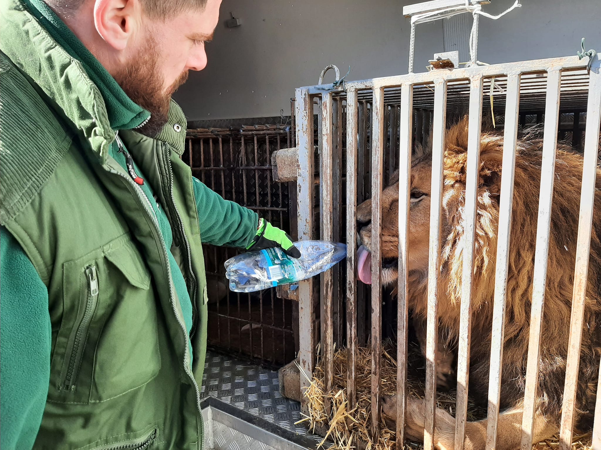 Kolejne zwierzęta uratowane z Ukrainy jadą do Poznania - Zoo Poznań Official Site