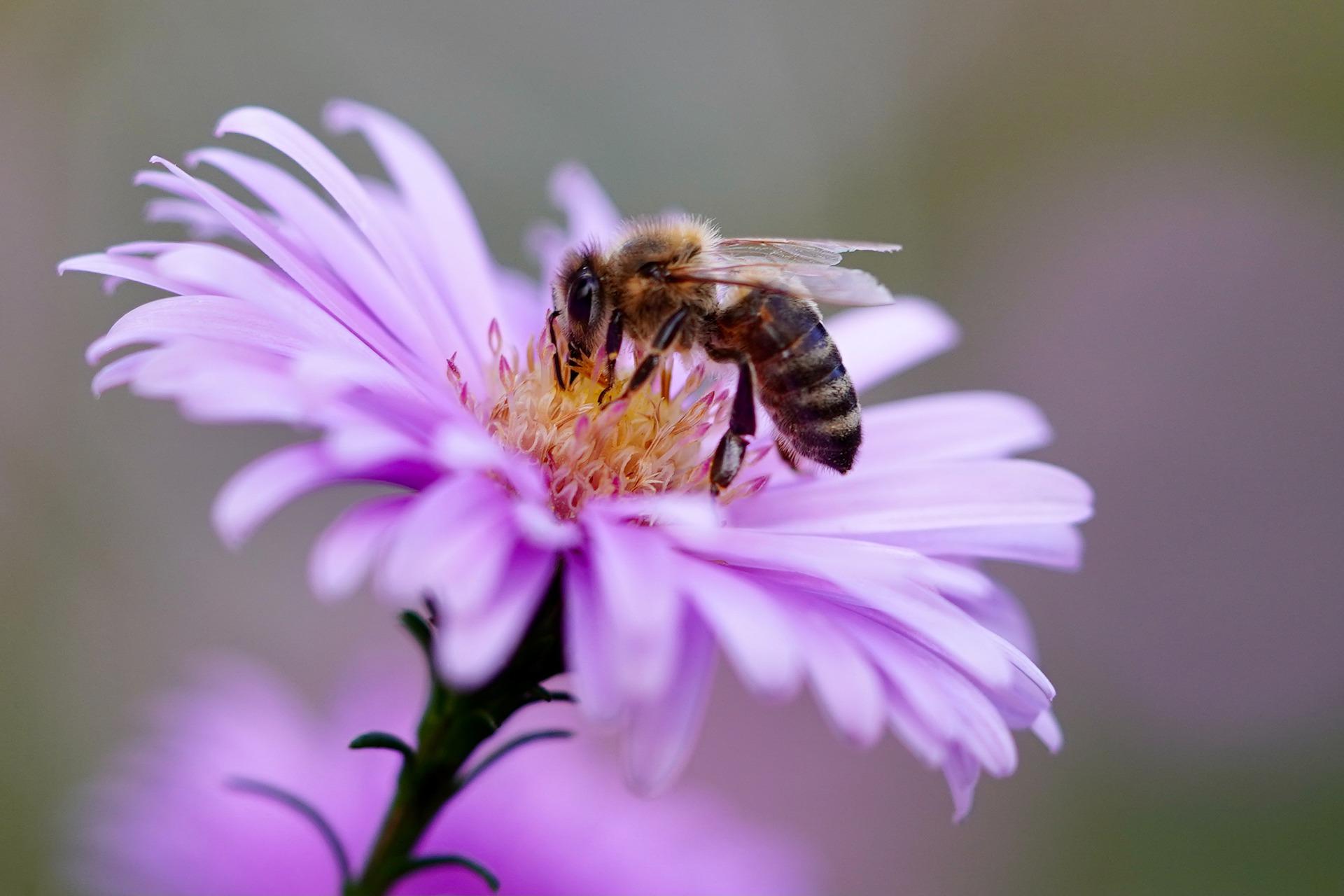 kwiat pszczoła rośliny miododajne - Pixabay