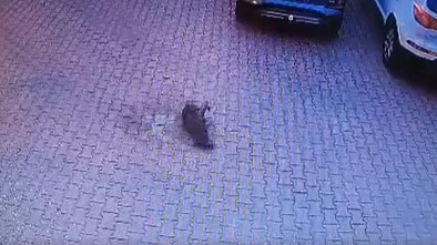 Policja szuka człowieka, który miał zrzucić psa z balkonu w podpoznańskim Kostrzynie - Fundacja Mondo Cane - Inspektorat w Poznaniu