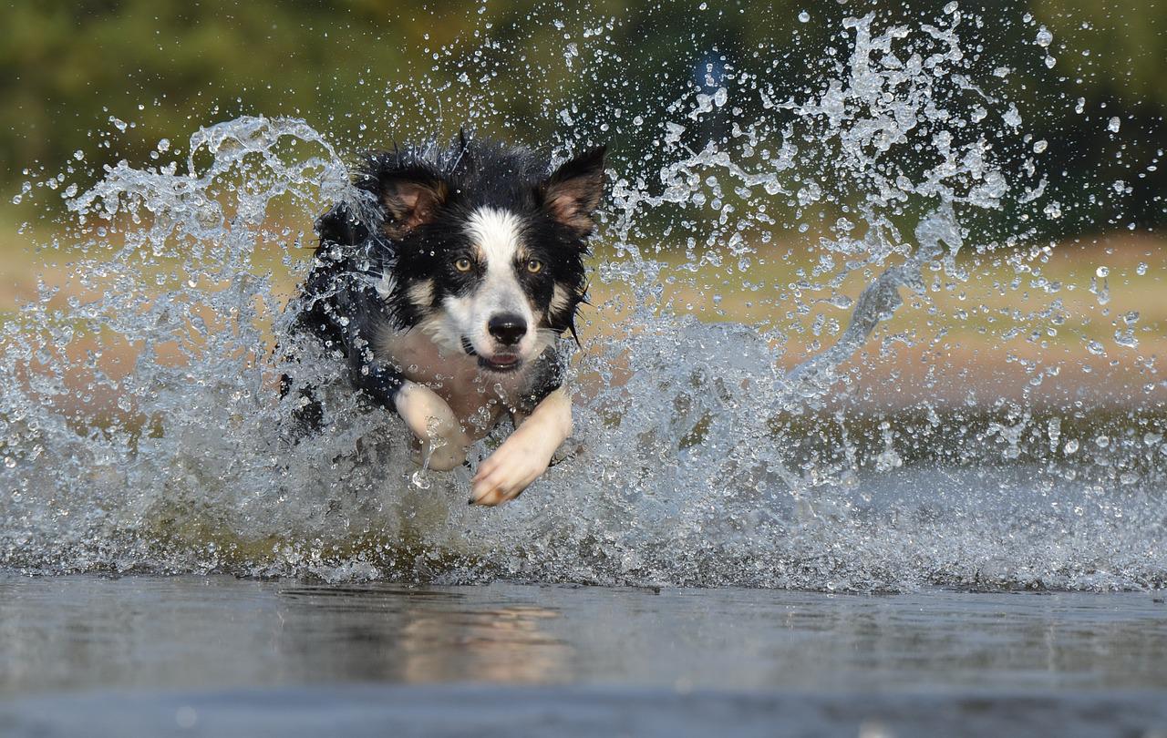 pies woda pies w wodzie - Pixabay