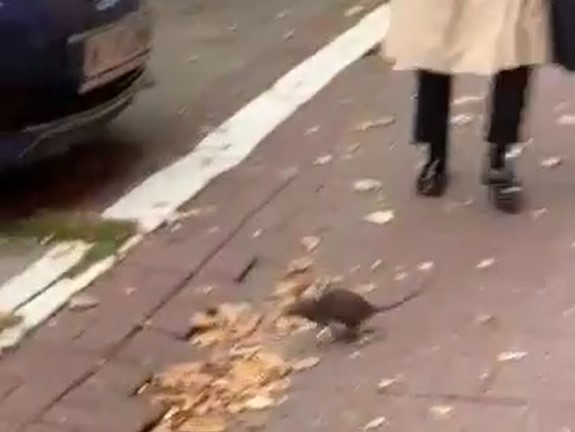 Szczury na ulicach Poznania - Słuchacz