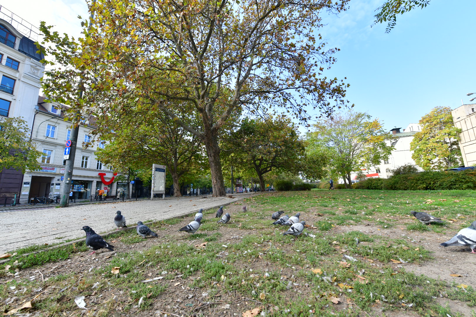 gołębie 27 grudnia gniazda - Wojtek Wardejn - Radio Poznań