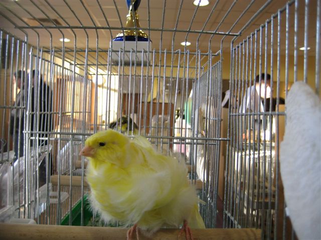 kanarki wystawa - Wojciech Chmielewski