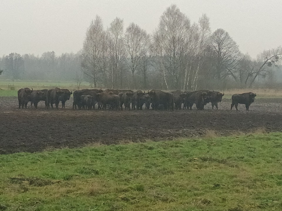 trzcianka stadio żubry -  FB Nadleśnictwo Trzcianka, Lasy Państwowe
