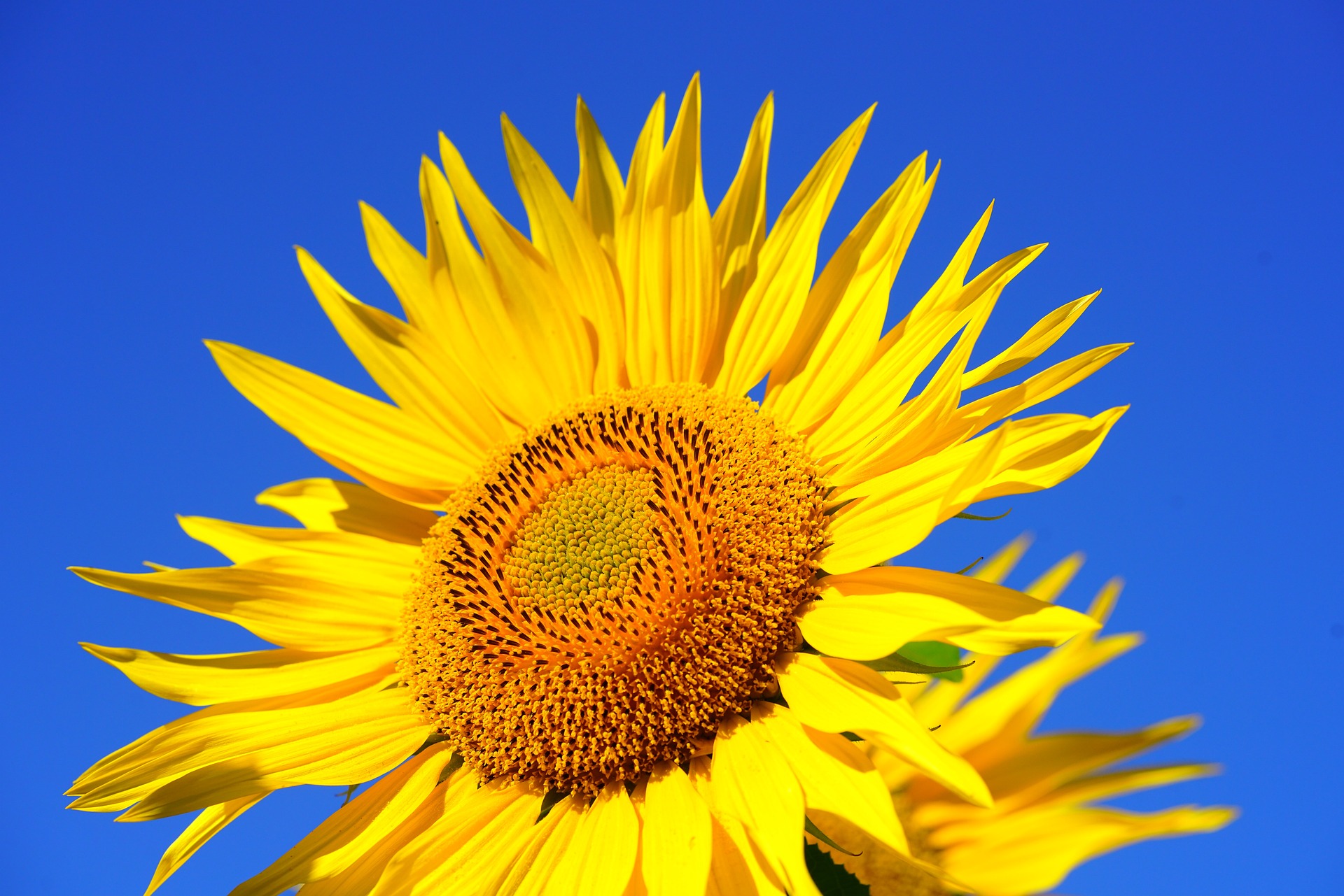 słonecznik - Pixabay
