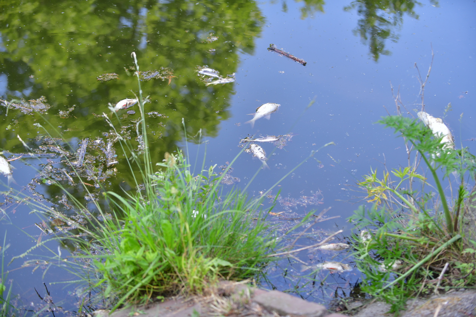 Śnięte ryby park sołacz - Wojtek Wardejn - Radio Poznań