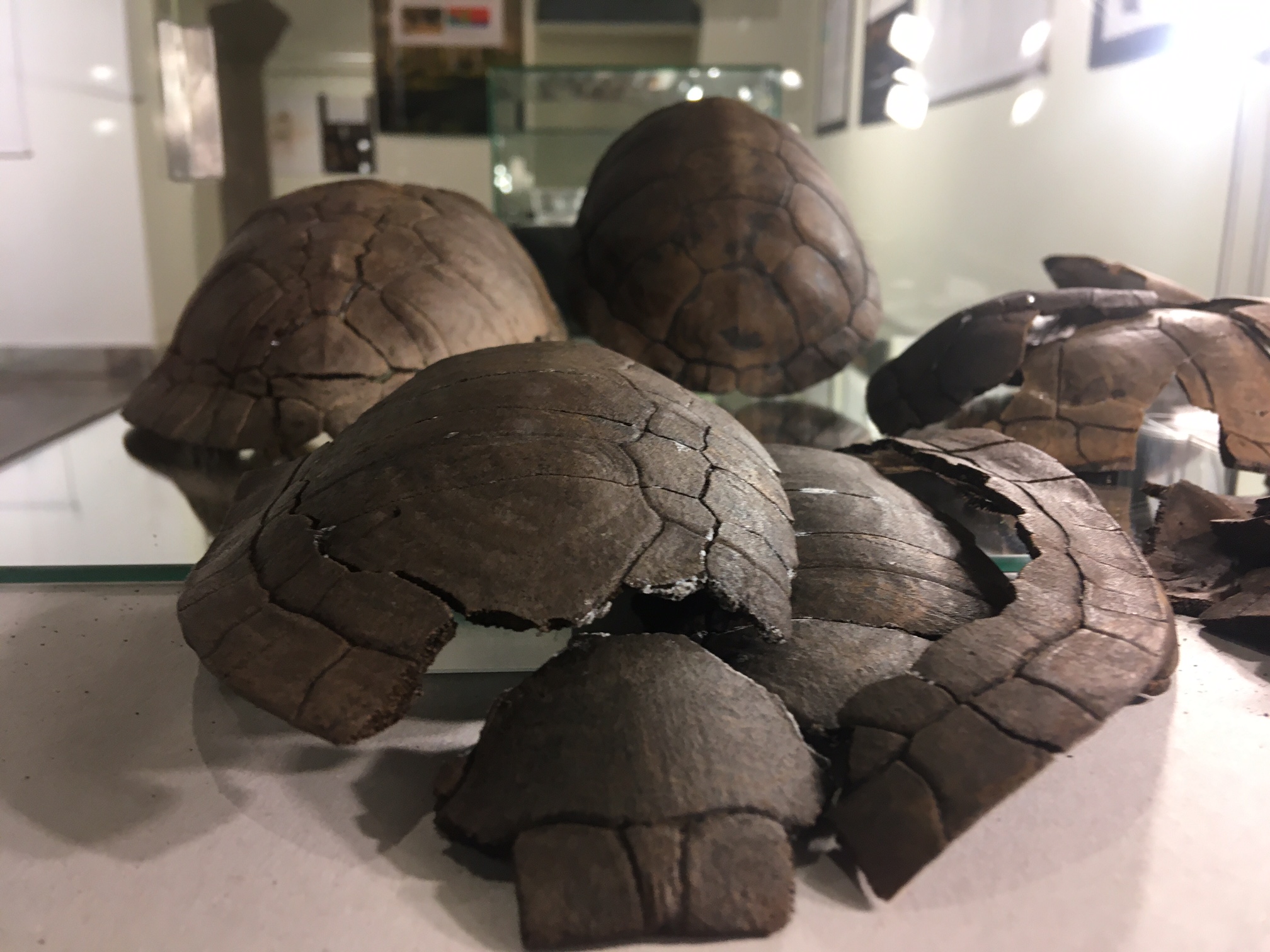 skarby wydobyte z bagien - Jacek Butlewski - Radio Poznań