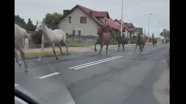 golejówko konie uciekły - Materiał wideo OSP