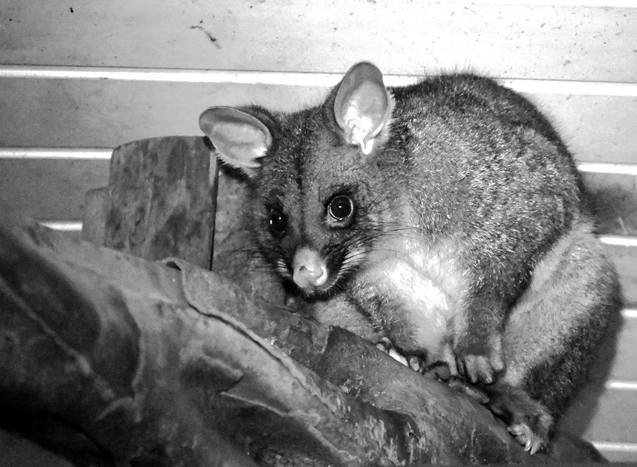 ZOO Poznań