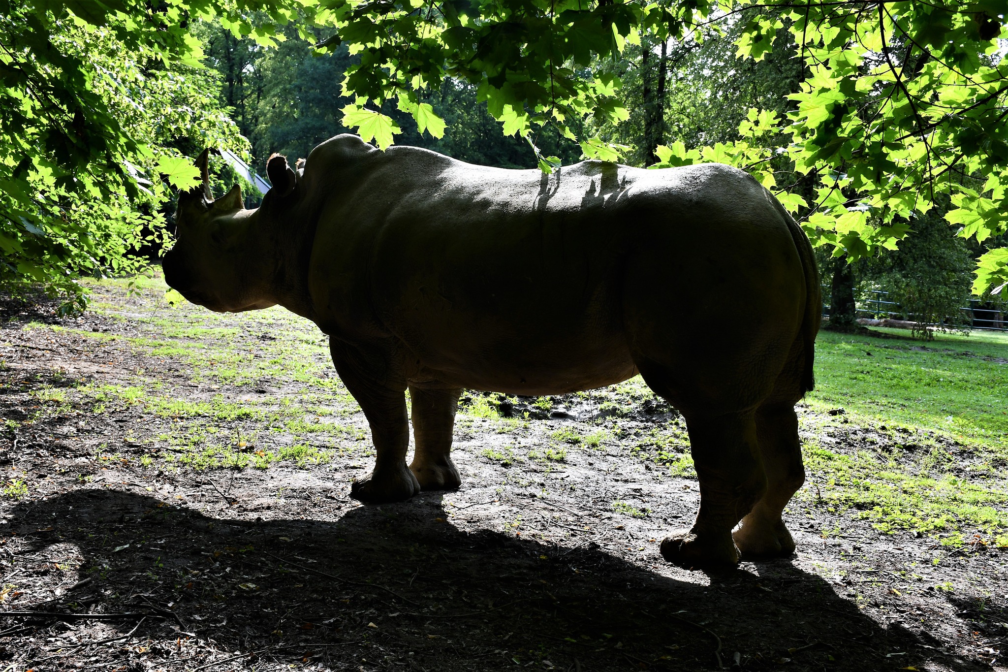 diuna nosorożec zoo - Zoo Poznań