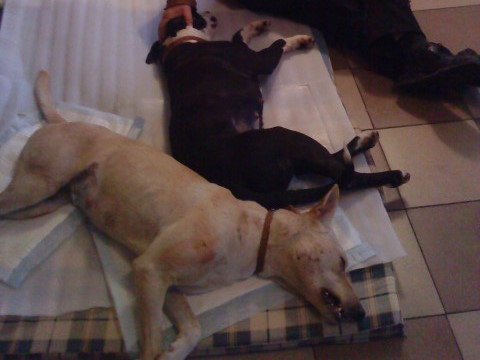 Psy do kastracji - Konin - Iwona Kryżak