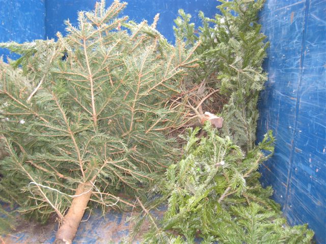 choinki zbiórka 0 - Jacek Butlewski