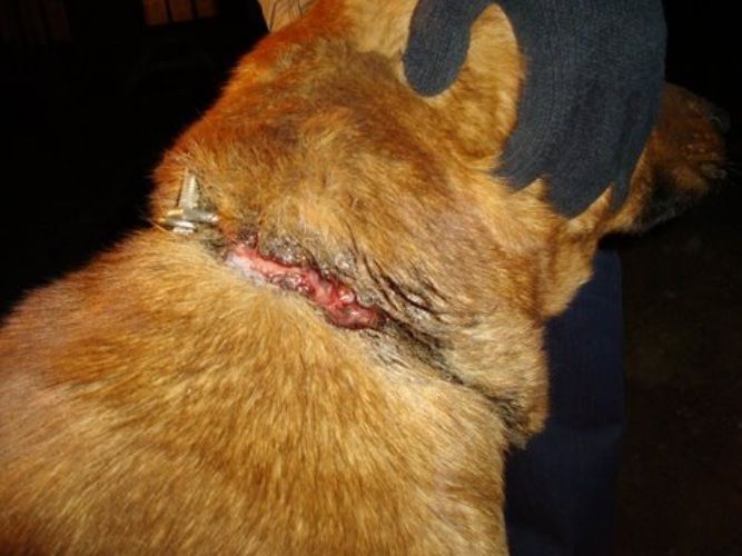 Pies Dejzi z raną na szyi - Help Animals Kalisz