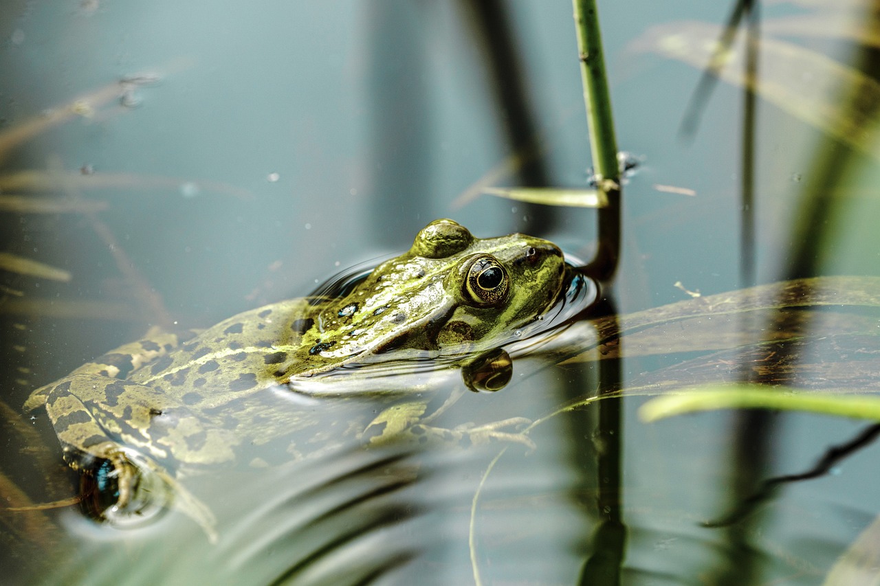 bango staw woda żaba - Pixabay
