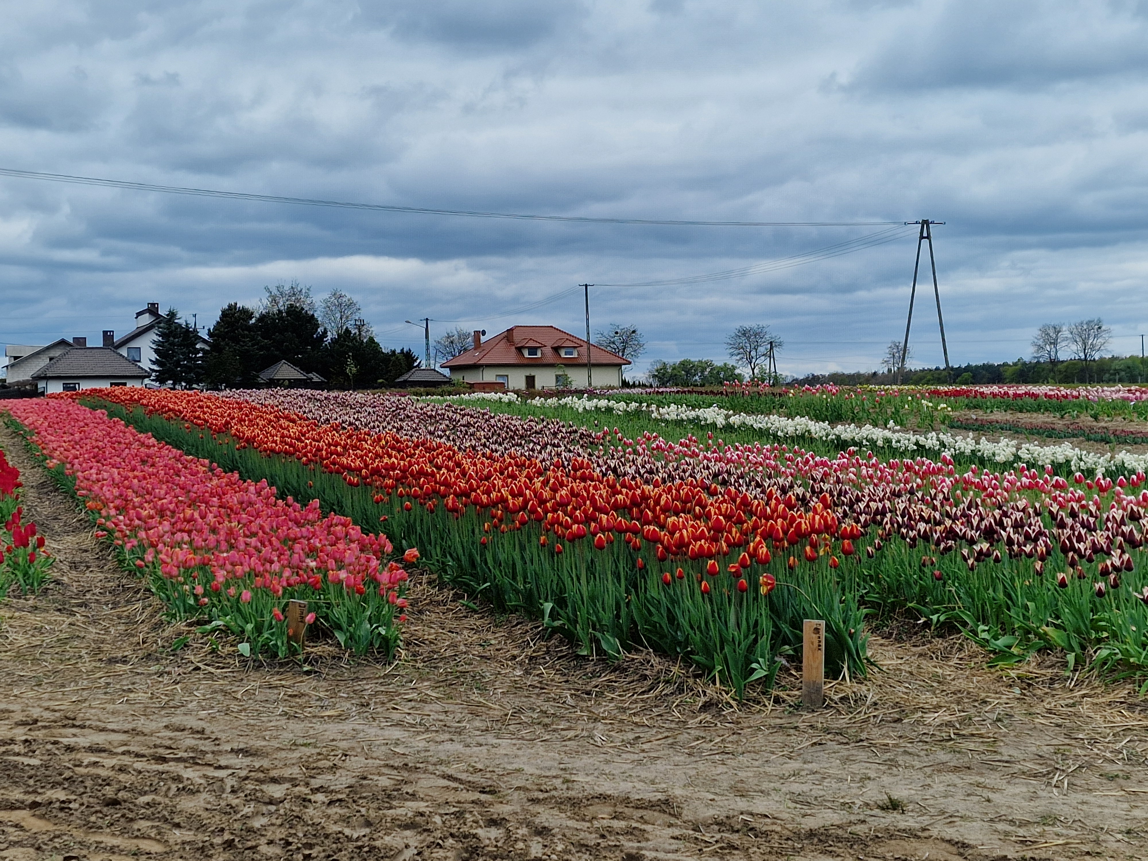 Chrzypsko tulipany - Grzegorz Ługawiak