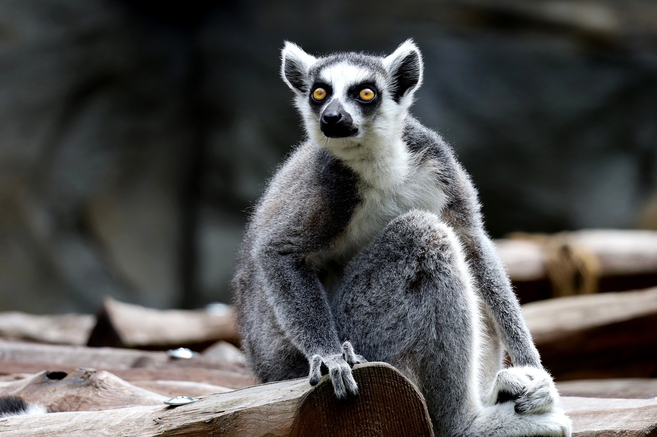 lemur - Pixabay