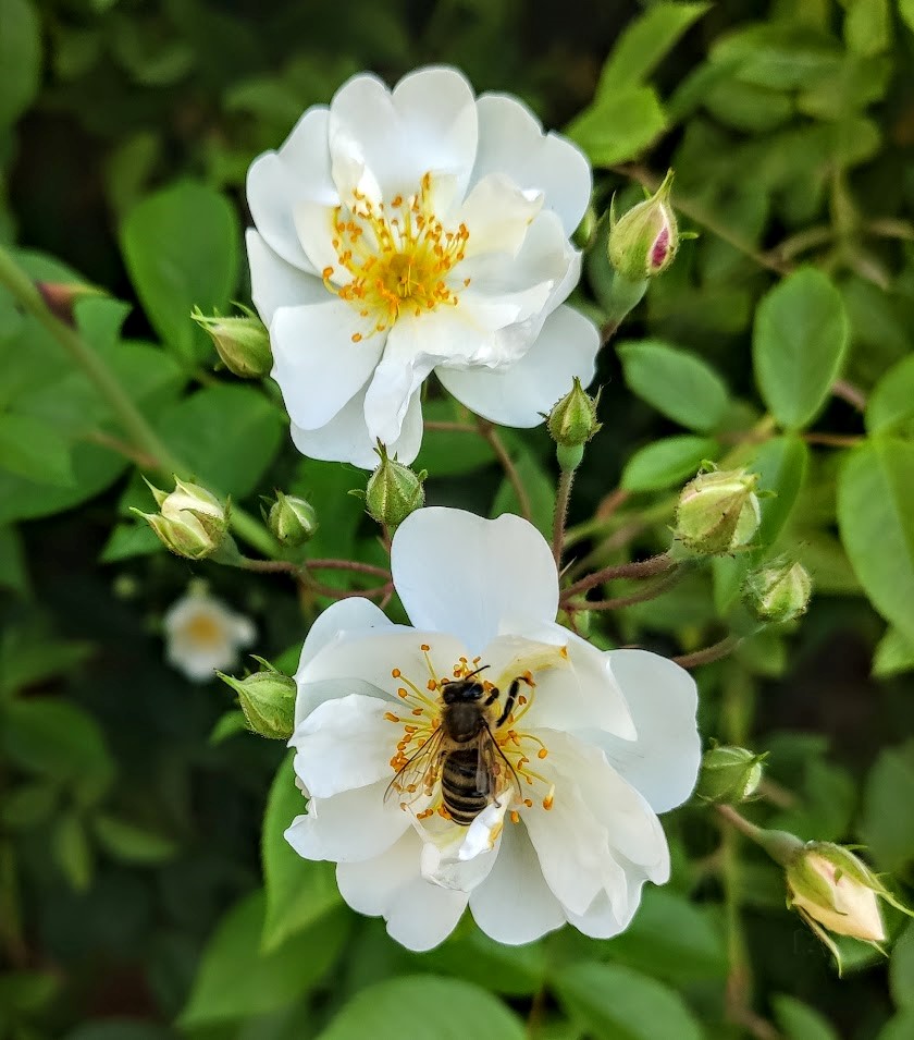 Szreniawskie zajęcia i wykłady ekologiczne 2024 - Organizator