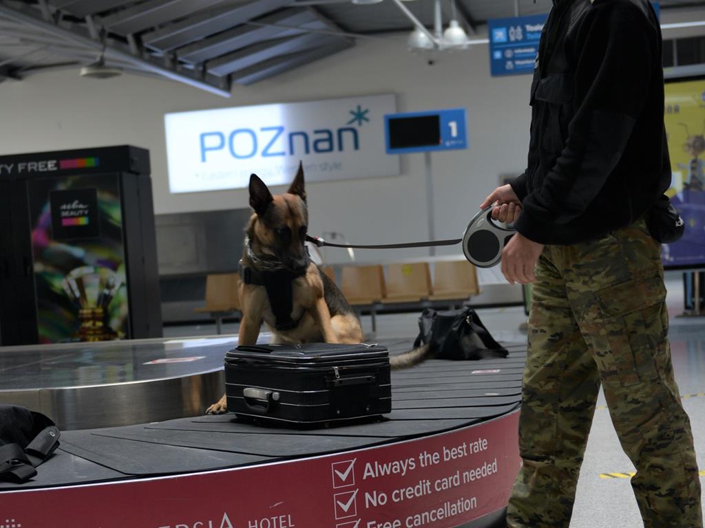 straż graniczna lotnisko pies tropiący - Straż Graniczna 