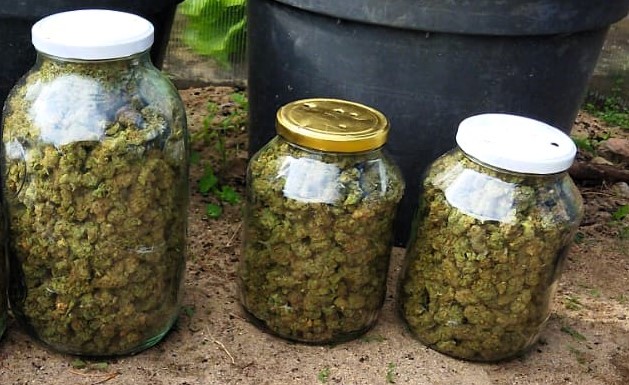 susz zioło marihuana - Policja Złotów