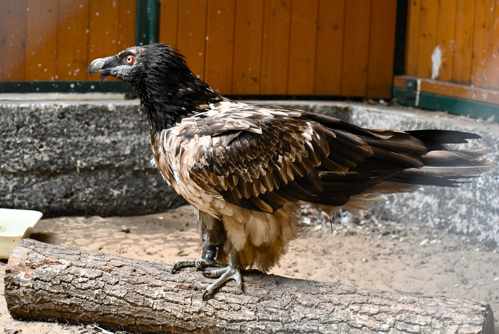 orłosęp - Zoo Poznań Official Site