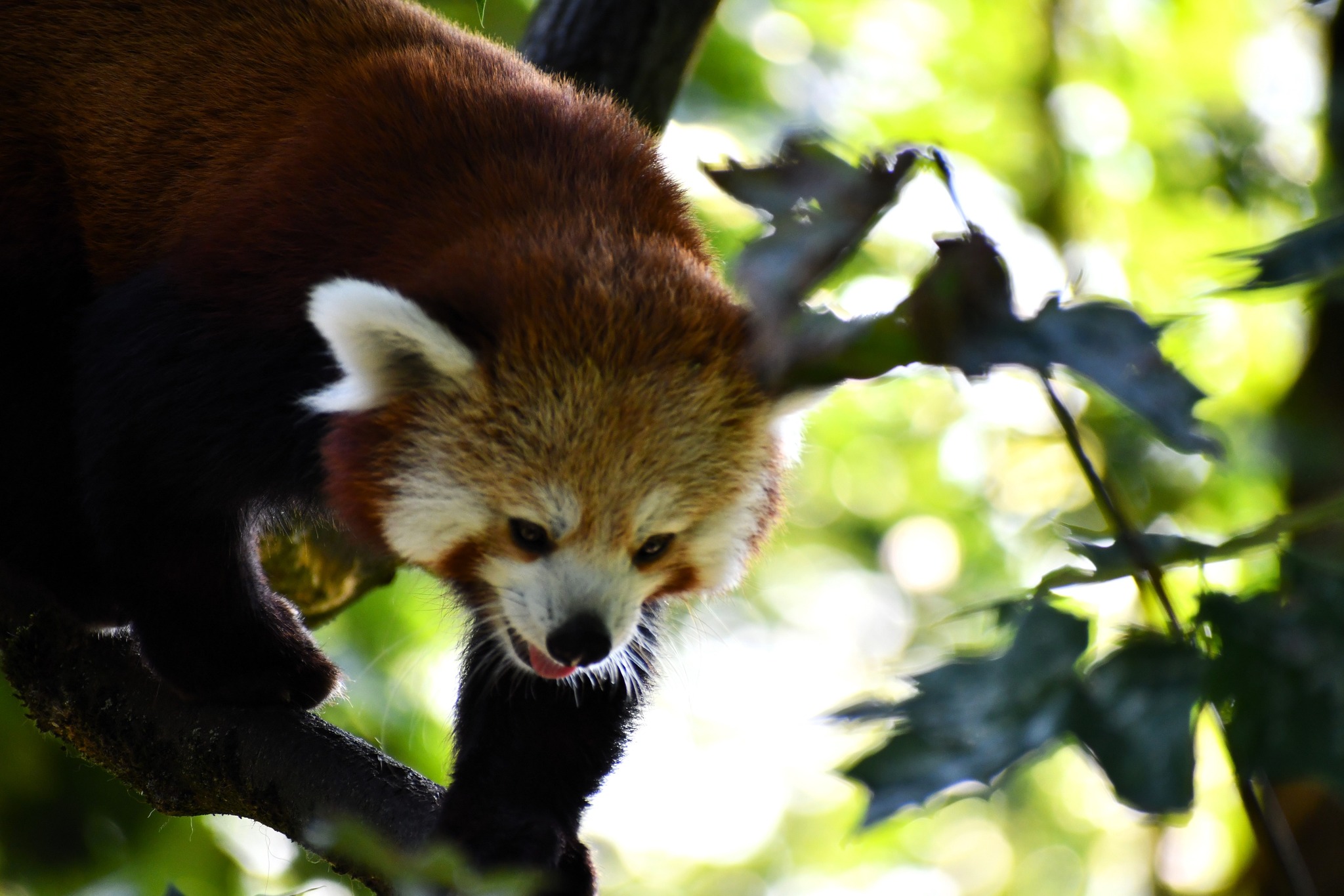 Zoo Poznań Official Site 