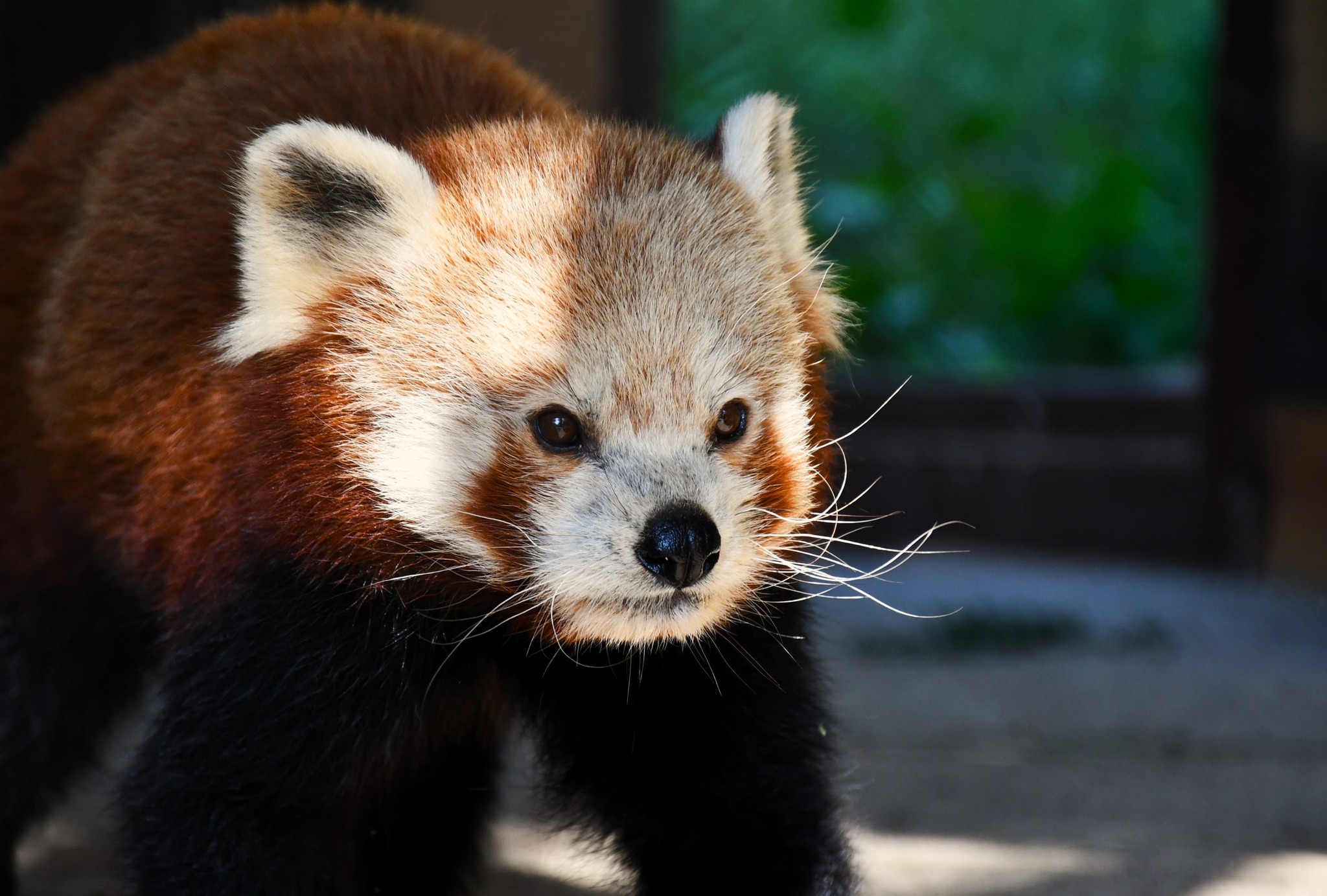 Nowe życie w poznańskim zoo. Na świat przyszła pandka ruda - Zoo Poznań Official Site 