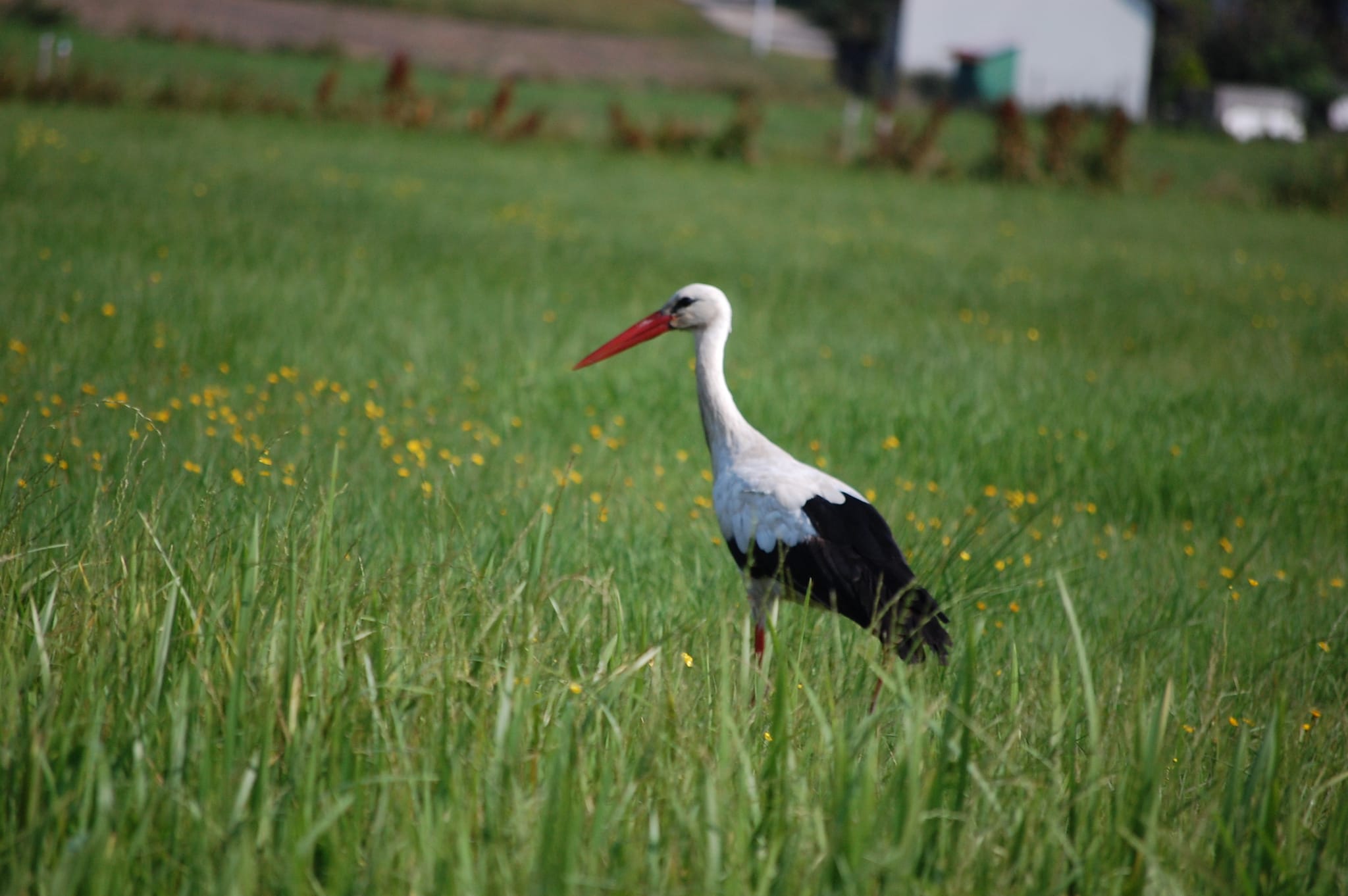 Bociany z Przygodzic - Agata Dera z projektu „Blisko bocianów” - bociany.przygodzice.pl