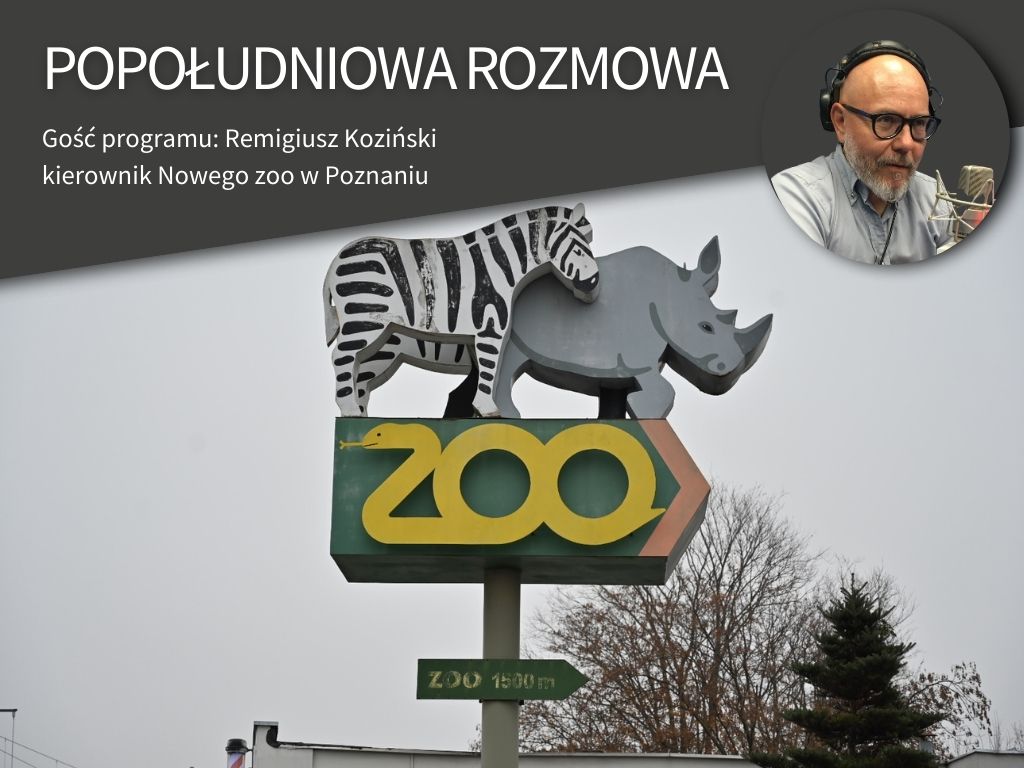 koziński popołudniowa