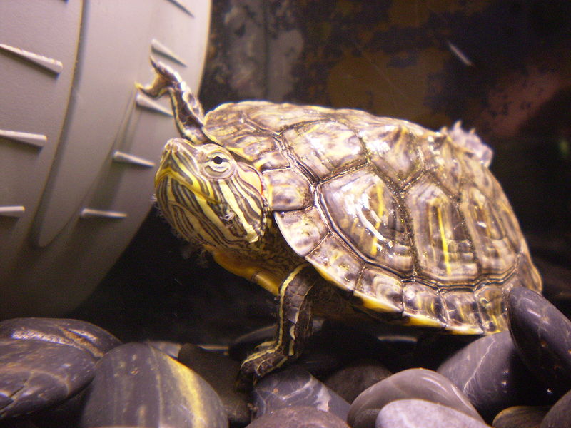 Żółw czerwonolicy - Surtsicna/CC Wikipedia