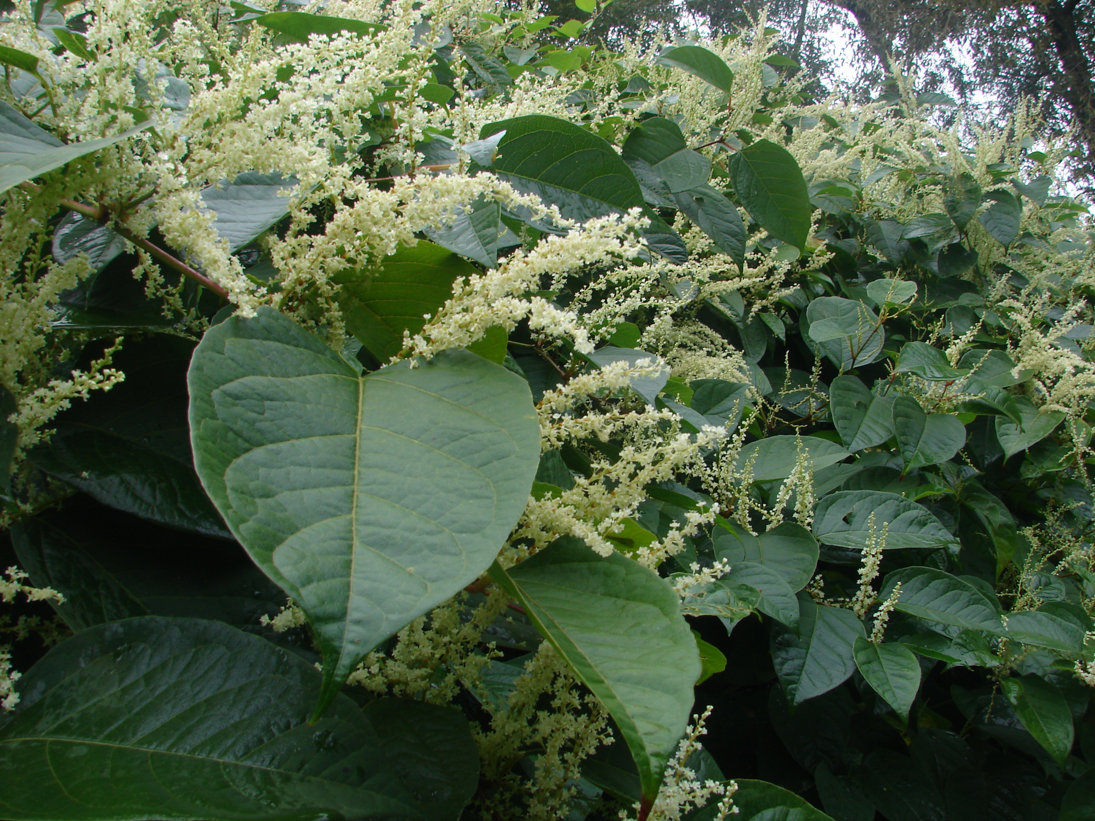 Rdestowiec - Barbara Tokarska-Guzik