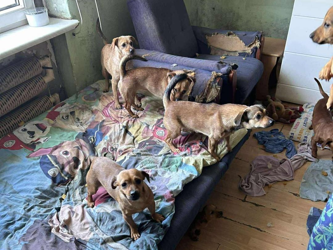 40 zaniedbanych psów ociąż  - Schronisko Ostrów 