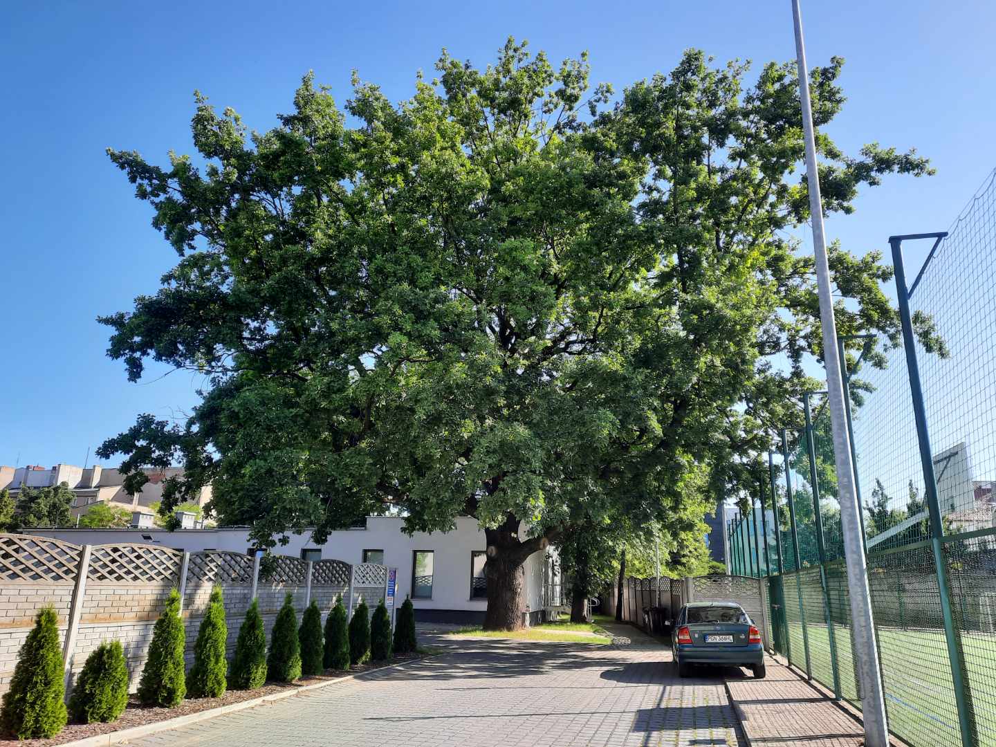 dąb chrobry gniezno - Rafał Muniak - Radio Poznań