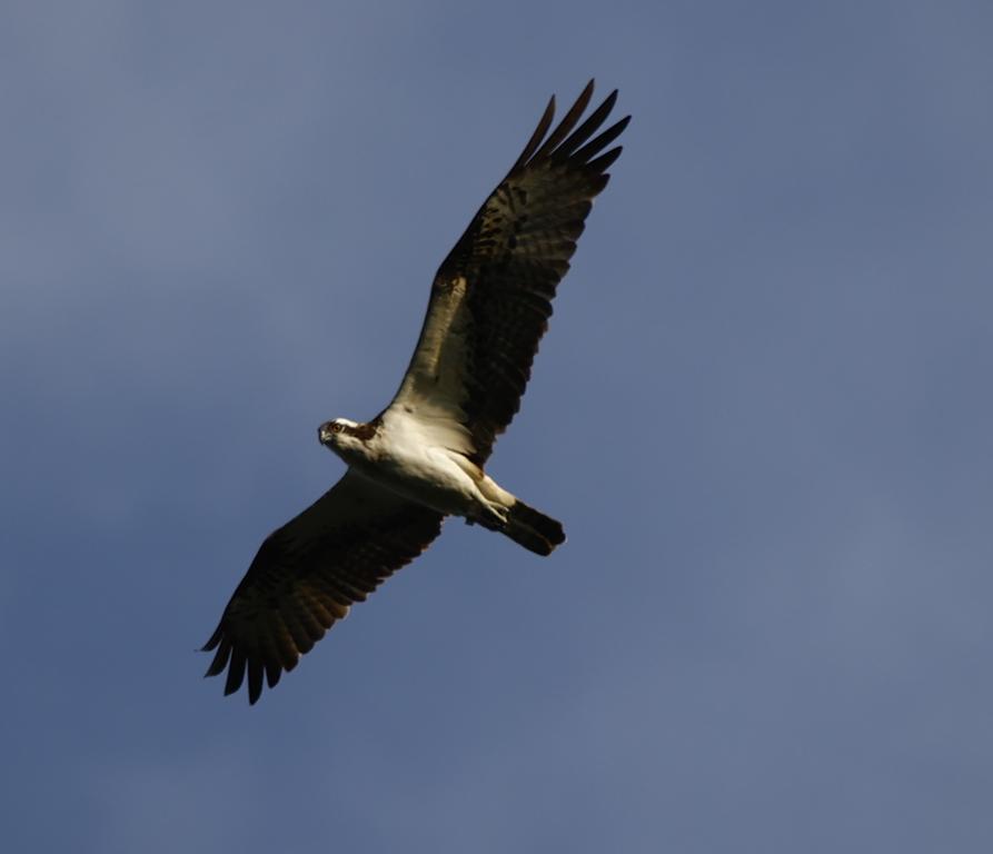 Regionalna Dyrekcja Lasów Państwowych w Poznaniu