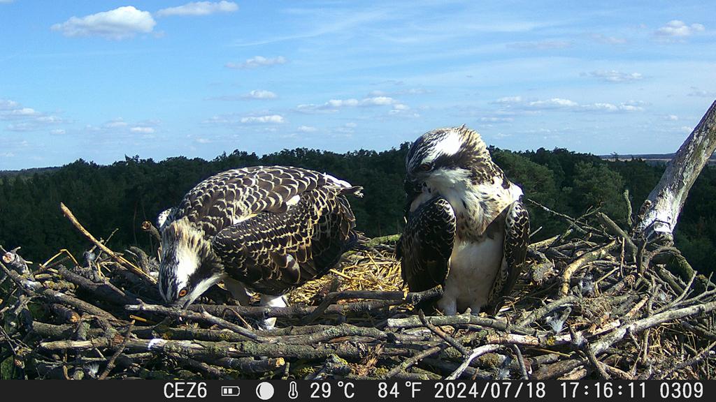 Regionalna Dyrekcja Lasów Państwowych w Poznaniu